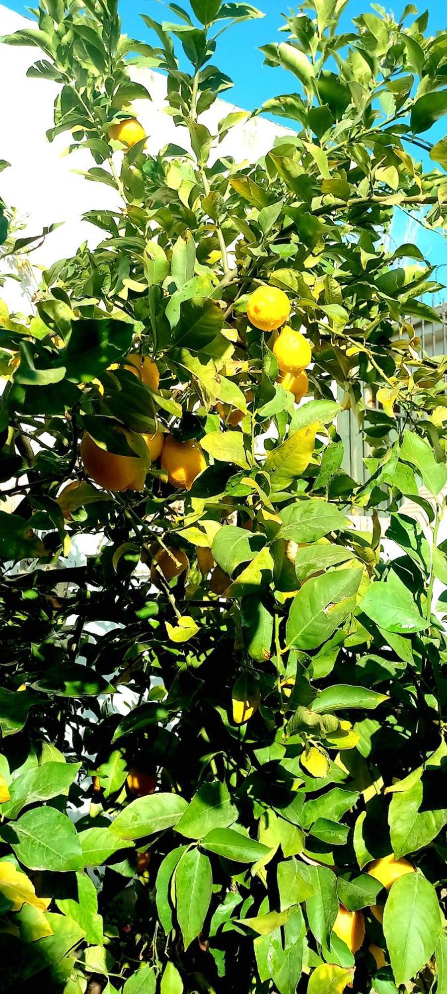 Casa Bravo Bed & Breakfast Mendoza Dış mekan fotoğraf